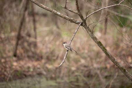 Eastern phoebe (Sayornis phoebe) perched on a small, broken branchの写真素材