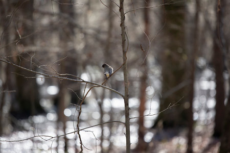 Curious eastern phoebe ()Sayornis phoebe looking around from a small, bare branchの写真素材