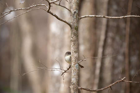 Curious eastern phoebe (Sayornis phoebe) peeking around a small tree trunk from a small, bare branchの写真素材
