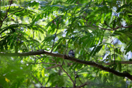 Eastern wood pewee (Contopus virens) looking over its shoulderの写真素材