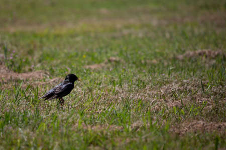 European starling (Sturnus vulgaris) foraging in a meadowの写真素材