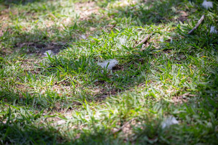 Goose feathers spread on the ground throughout grassの写真素材