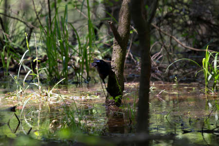 Common grackle calling from a small swamp treeの写真素材