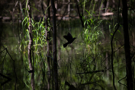 Common grackle silhouette taking off from a tree in the swampの写真素材