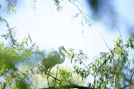 High key toned image of a great egret (Ardea alba) on a tree topの写真素材