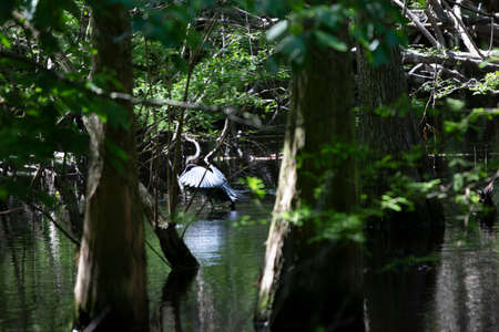 Little blue heron (Egretta caerulea) taking off from the waterの写真素材