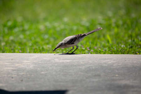 Northern mockingbird (Mimus poslyglotto) picking up a grubの写真素材