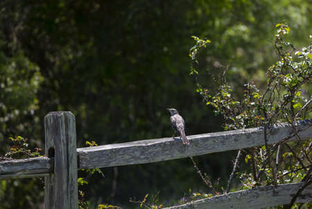 Northern mockingbird (Mimus poslyglotto) perched on a fenceの写真素材