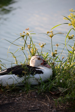 Muscovy duck ()Cairina moschata resting near foliage beside a park pondの写真素材