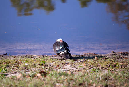 Muscovy duck (Cairina moschata) resting on a shore in a parkの写真素材