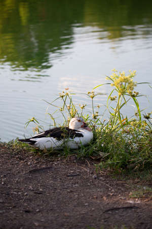 Muscovy duck ()Cairina moschata resting near foliage beside a park pondの写真素材
