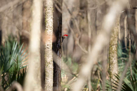 Partially hidden pileated woodpecker (Dryocopus pileatus) foraging for insects on a treeの写真素材