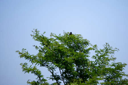 Male red-winged blackbird (Agelaius phoeniceus) perched on the top of a treeの写真素材