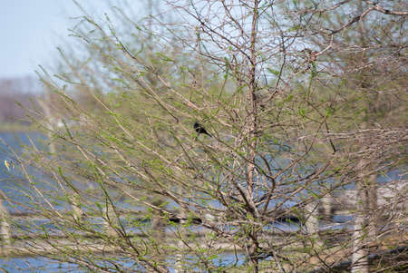 Red-winged blackbird (Agelaius phoeniceus) looking around from its perch in a tree over waterの写真素材