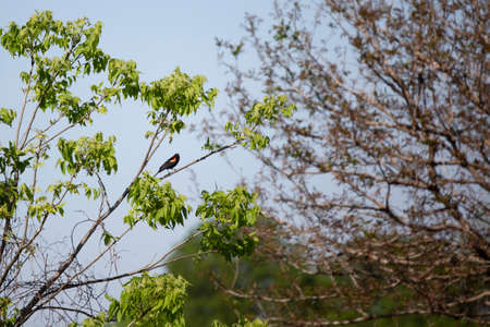 Male red-winged blackbird (Agelaius phoeniceus) perched on a tree branchの写真素材