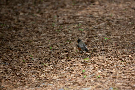 American robin (Turdus migratorius) foraging on the ground for wormsの写真素材