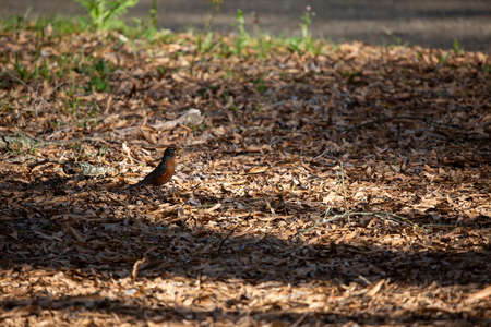 American robin (Turdus migratorius) foraging on the groundの写真素材
