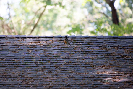 American robin (Turdus migratorius) on a shingled roofの写真素材