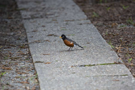 Juvenile American robin (Turdus migratorius) on a sidewalk in a yardの写真素材