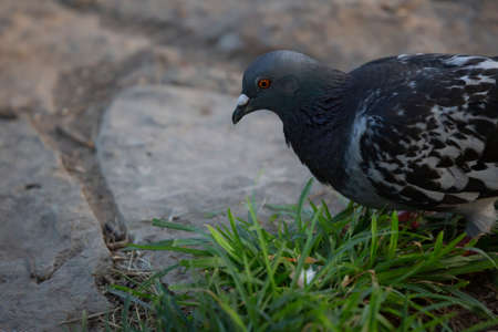 Rock pigeon (Columba livia) foraging on the groundの写真素材