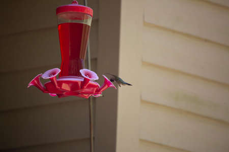 Ruby-throated hummingbird (Archilochus colubris) drinking sugar water from a feederの写真素材
