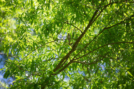 Sparrow majestically perched on a tree branch among bright green leavesの写真素材