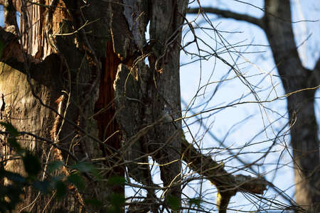 Territorial tufted titmouse (Baeolophus bicolor) with its crest expanded foraging on a dying tree