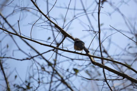 Tufted titmouse (Baeolophus bicolor) perched on a tree limb on a nice, cool dayの写真素材