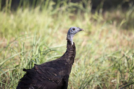Male wild turkey (Meleagris gallopavo) in a fieldの写真素材