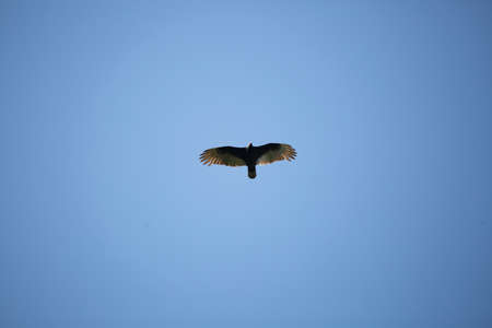 Turkey vulture (Cathartes aura) flying through a deep blue sky