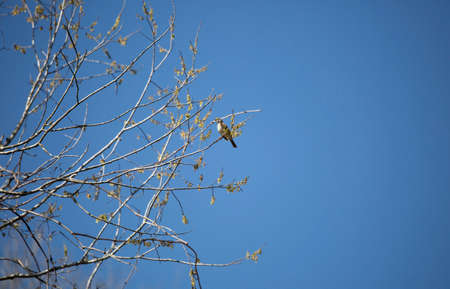 White-throated sparrow (Zonotrichia albicollis) perched in a treeの写真素材