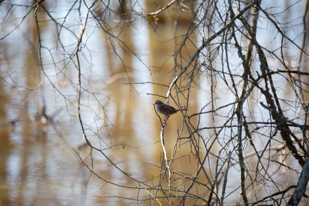 Sparrow perched on a branch over a creekの写真素材