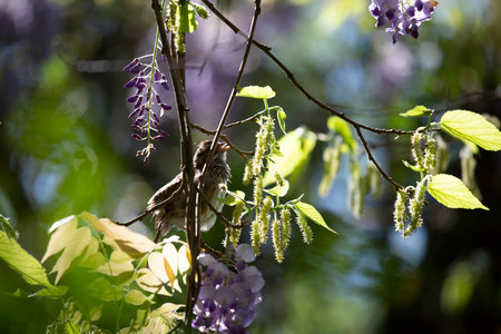 Sparrow calling from its perch on a tree limb and surrounded by wisteriaの写真素材