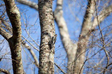 Male yellow-bellied sapsucker (Sphyrapicus varius) drilling for insects in a treeの写真素材