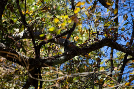 Pair of juvenile yellow-bellied sapsuckers (Sphyrapicus varius) on a tree branchの写真素材
