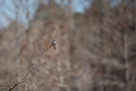 Female yellow-rumped warbler (Setophaga coronata) looking around curiouslyの写真素材