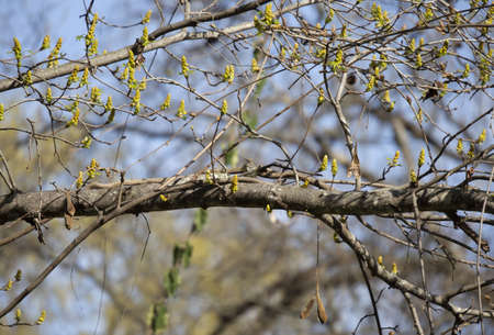 Curious male yellow-rumped (Setophaga coronata) looking around from a tree branch