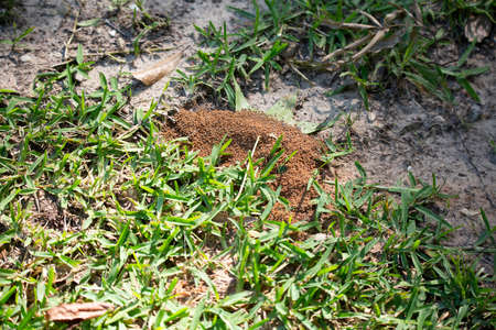 Red anthill on a dirt patch near green grassの写真素材