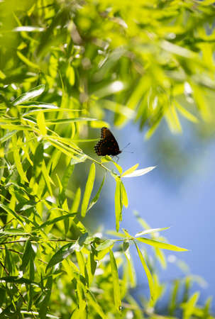 Red-spotted purple butterfly (Limenitis arthemis) perched on a tree twigの写真素材