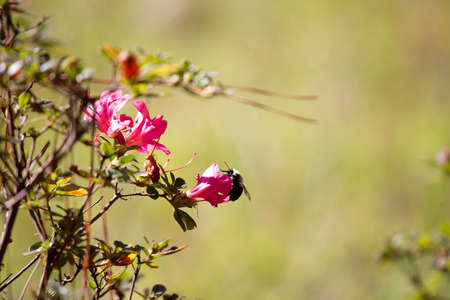 Bumblebee (Bombus) pollinating a pretty, pink flowerの写真素材
