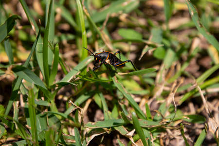 Southeastern lubber grasshopper (Romalea microptera) climbing a blade of grass