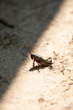 Southeastern lubber grasshopper (Romalea microptera) in dirt near a shadowの写真素材