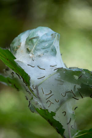 Fall webworm caterpillars (Hyphantria cunea) still in the cocoon during the late summerの写真素材