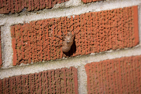 Empty insect shell stuck to a red brick residenceの写真素材
