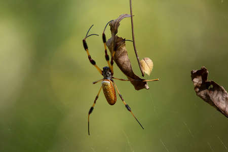 Golden orb weaver spider (Nephila) on its web