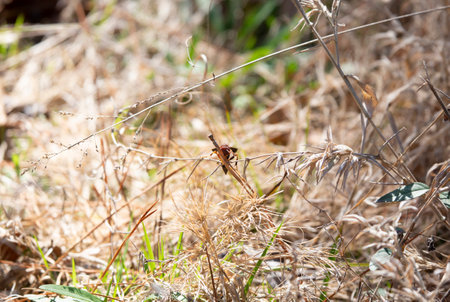 Paper wasp (Polistes carolina) on dried grass foliage