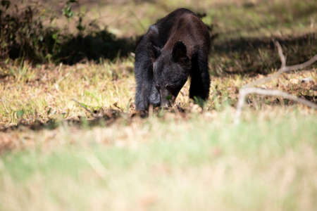 Young black bear (Ursus americanus) yearling foraging for insects and plants on the groundの写真素材