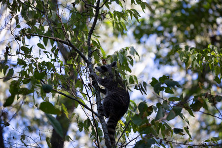 Raccoon (Procyon lotor) climbing up a tree for safetyの写真素材
