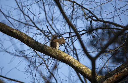 Squirrel eating buds from a tree twig on a cool dayの写真素材