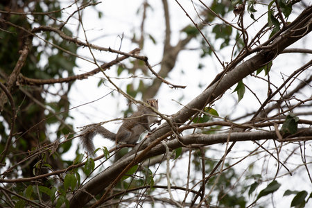 Curious squirrel looking around from its perch on a tree limb